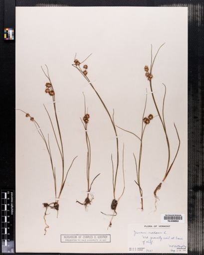 Juncus nodosus