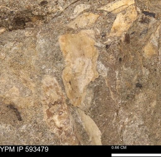 taxon undetermined