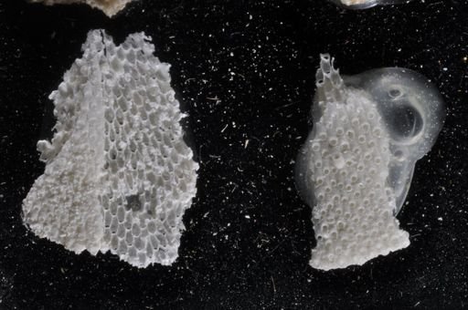 Primavelans insculpta