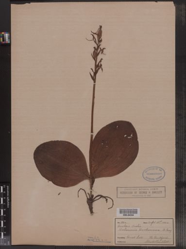 Habenaria hookeri