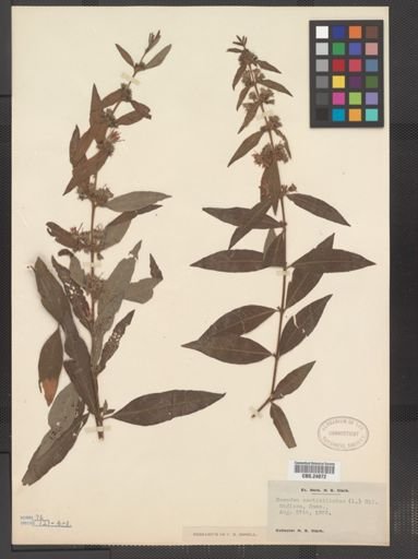 Decodon verticillatus