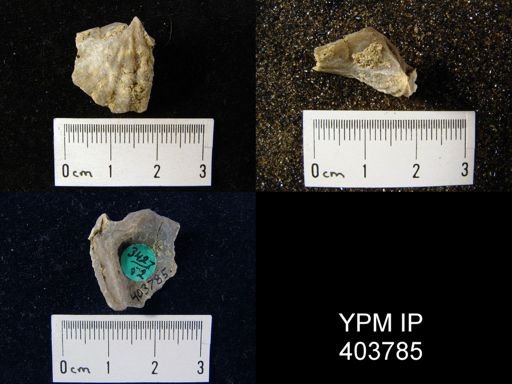 Macropleura macropleura