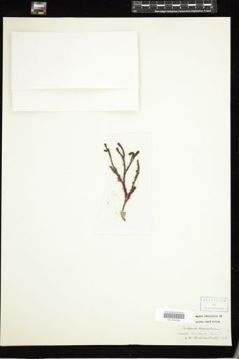 Codium tomentosum