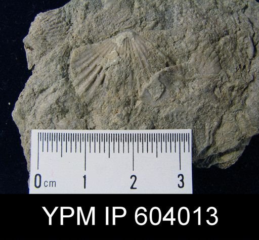 Leptocoelia flabellites