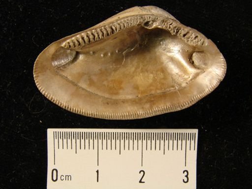 Nucula percrassa