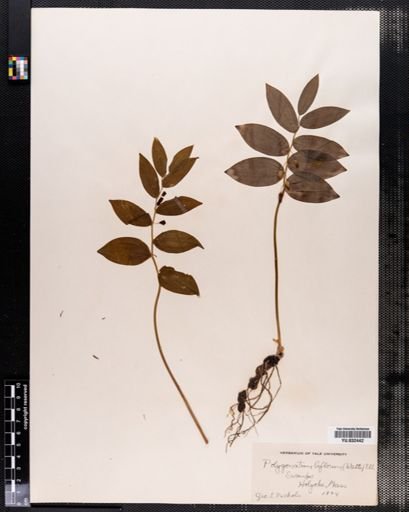 Polygonatum biflorum