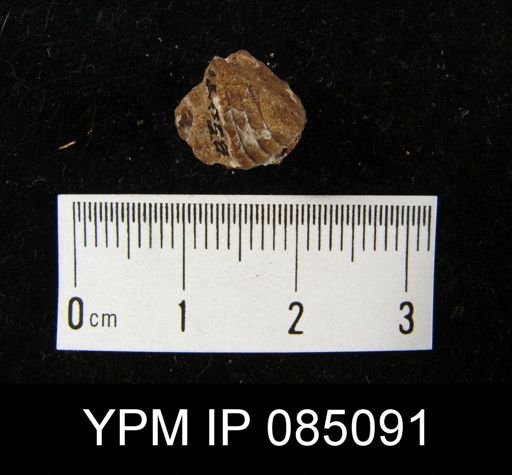Uncinulus hebe