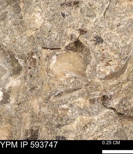 Baculites sp.