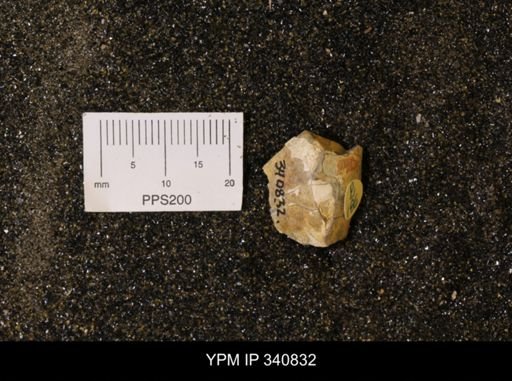 Scaphites sp.