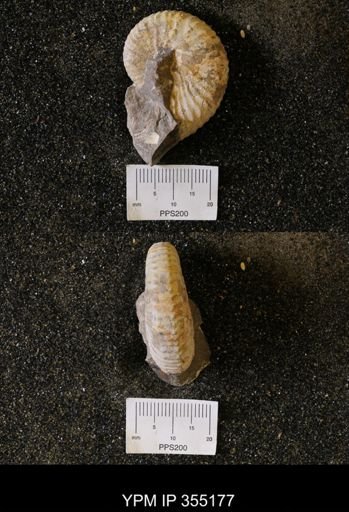 undet. Scaphitidae
