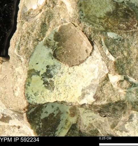 undet. Bivalvia