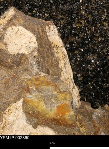 undet. Mollusca