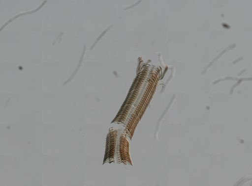 Elimia virginica