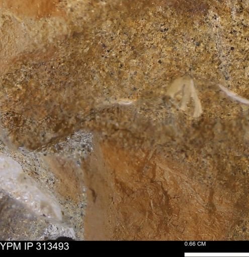 undet. Mollusca