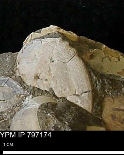 Protocardia