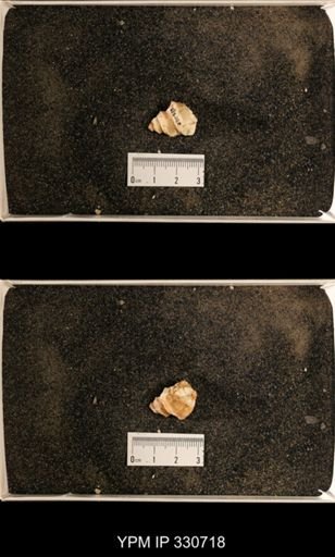 Lophospira sp.