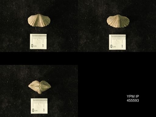 Platystrophia laticosta