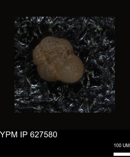 undet. Foraminiferida