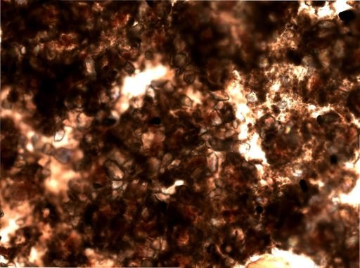 Cryptoarachnidium