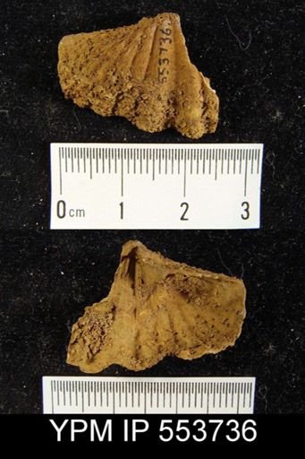 undet. Delthyridoidea
