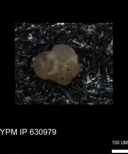 undet. Foraminiferida