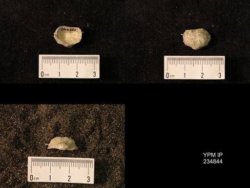Marginifera wabashensis var. armata