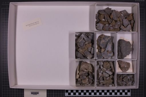 mixed taxa, stratigraphic collection