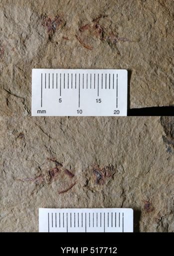 undet. Ichnofossil