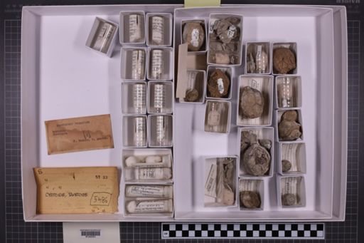 mixed taxa, stratigraphic collection