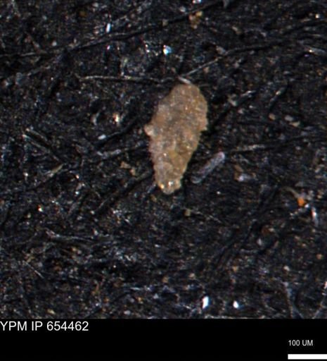 Bimonilina variana