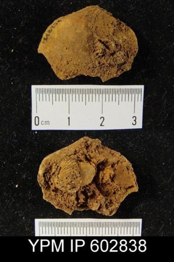 undet. Athyridida