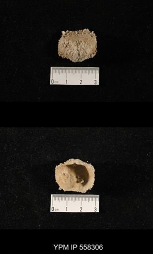 Paucispinifera sp.