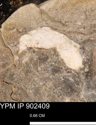 undet. Mollusca