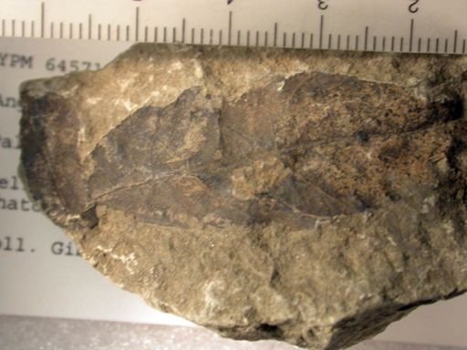 Angiospermopsida