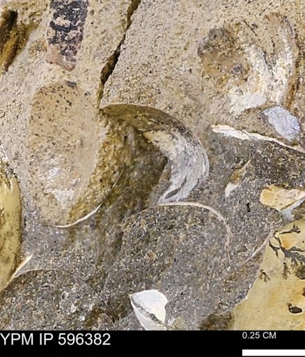 Limopsis? striatopunctatus