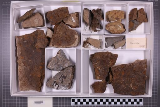 mixed taxa, stratigraphic collection