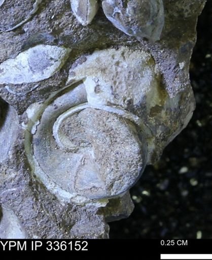 undet. Gastropoda