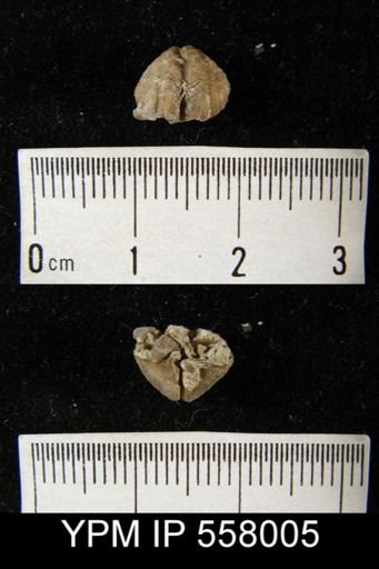 Cyrtinoidea