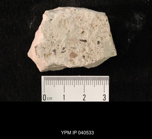 undet. Hexapoda