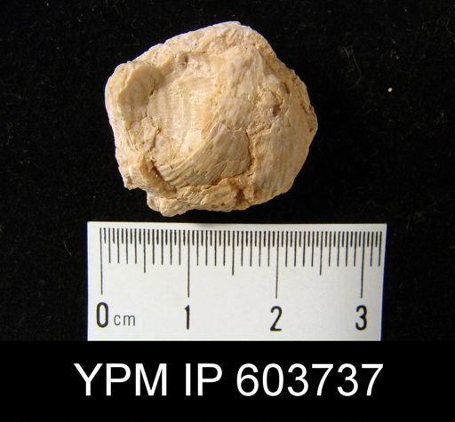 Productus sp.