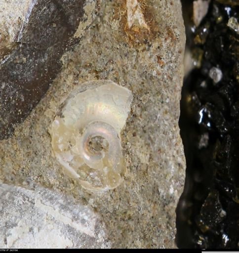 undet. Ammonoidea