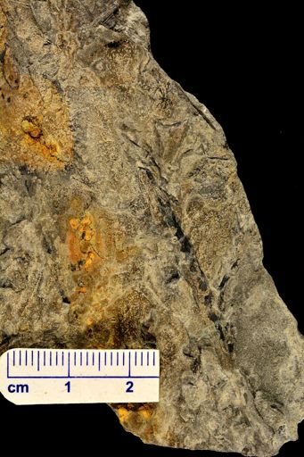 Sphenopteris sp.