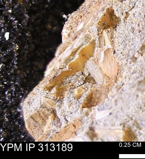 Corbicula