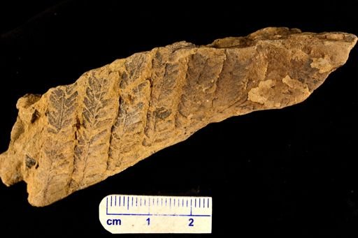 Frenelopsis parceramosa