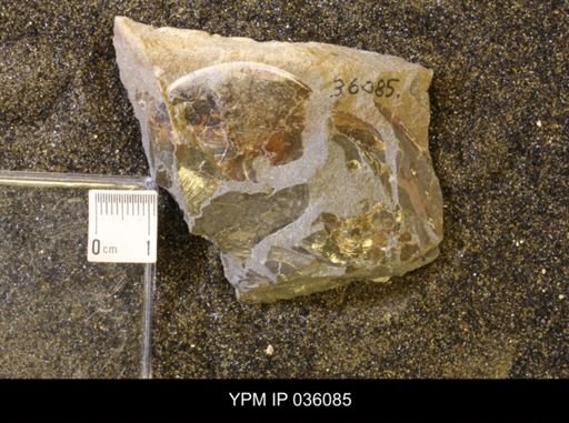 Sphenodiscus sp.