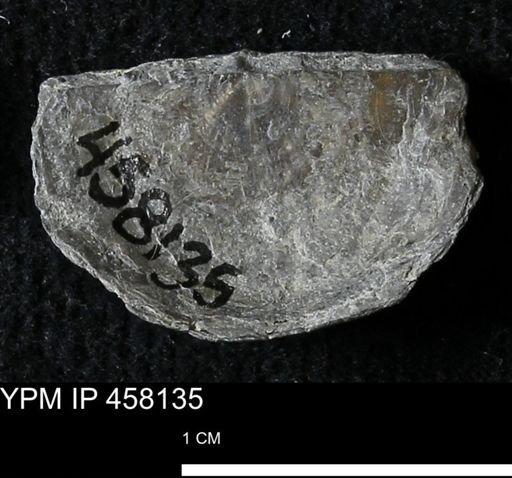 Pholidostrophia iowaensis