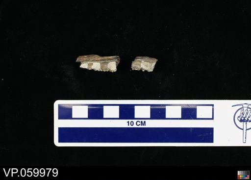 Cimolichthys sp.