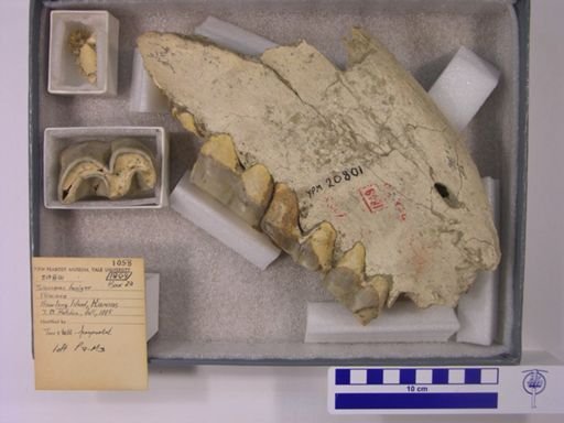 Teleoceras fossiger
