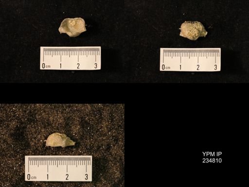 Marginifera wabashensis var. armata