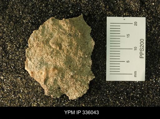 undet. Ammonoidea